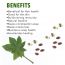 Nutriorg: Castor Oil Soft Gel - 60 capsule