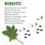 Nutriorg: Castor Oil Soft Gel - 60 capsule