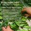 Nat Habit: TriLeaf Hair Fall Control Summer Dasabuti Hair Oil - 100 ml