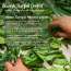 Nat Habit: TriLeaf Hair Fall Control Summer Dasabuti Hair Oil - 100 ml