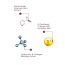 The Skin Story: Daily Restoring Serum - 40ml