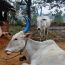 KUDEJ: Desi Hallikar Cow A2 Ghee - 500ml